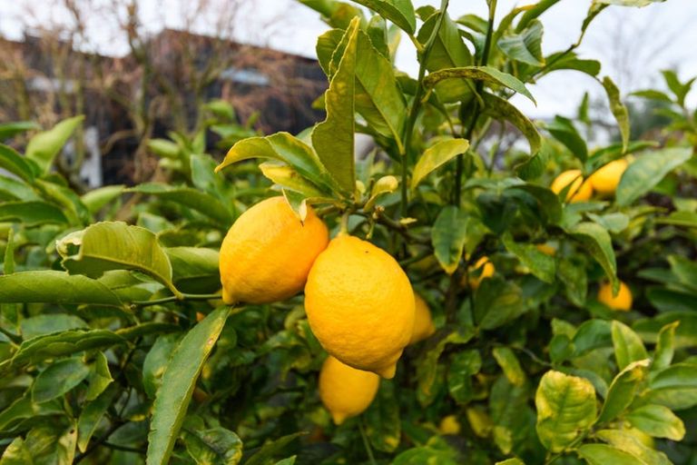 Photo of property in 8 Dougherty Place, Hokowhitu, Palmerston North, 4410