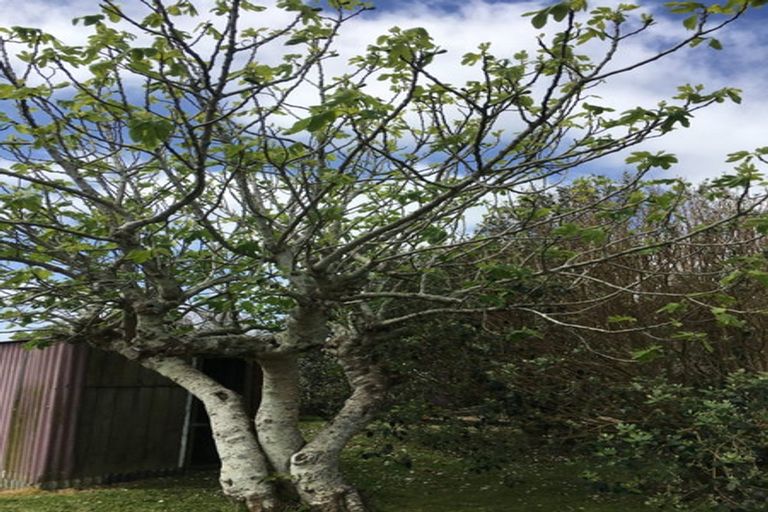 Photo of property in 72 Jellicoe Road, Ruawai, 0530