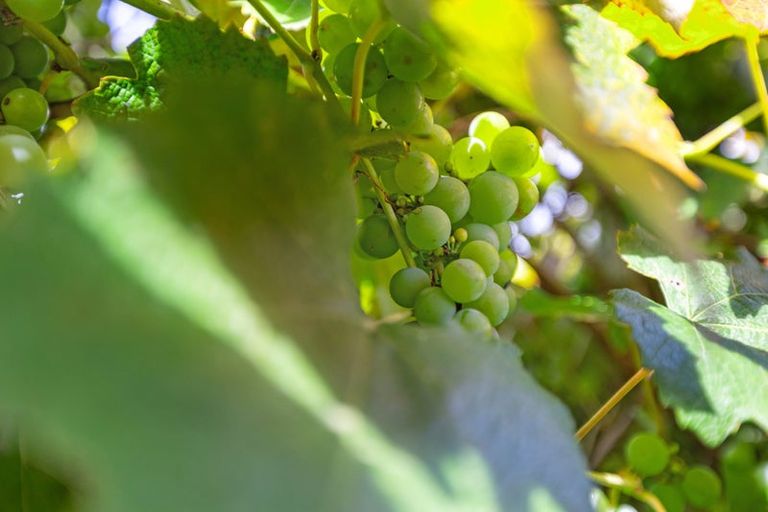 Photo of property in 90 Twin Oak Avenue, Papamoa Beach, Papamoa, 3118