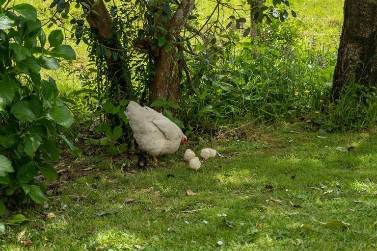 Photo of property in 11 Bristow Road, Kawakawa, Russell, 0272