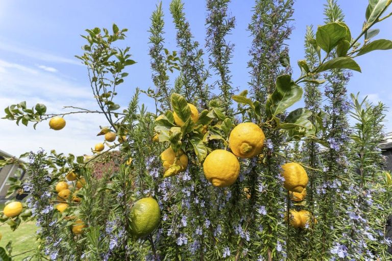 Photo of property in 5 Dillon Drive, Bell Block, New Plymouth, 4312