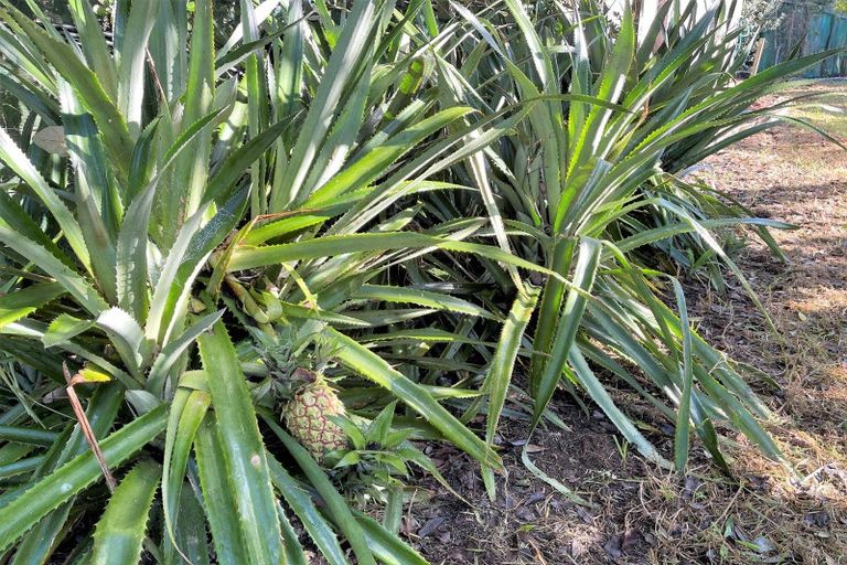 Photo of property in 3156 Pouto Road, Te Kopuru, 0391