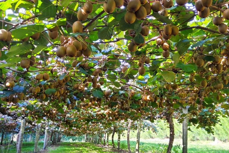 Photo of property in 809 Pikowai Road, Pikowai, Whakatane, 3194