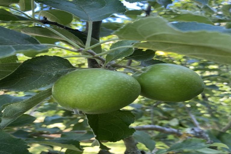 Photo of property in 98 Hawke Road, Orari, Geraldine, 7992