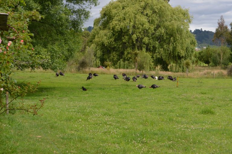 Photo of property in 1156 Main Road, Galatea, Murupara, 3079