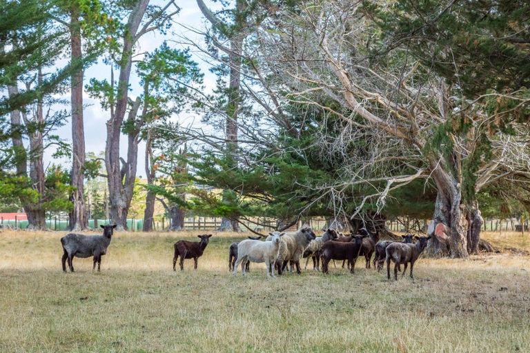 Photo of property in 320 Upper Plain Road, Upper Plain, Masterton, 5888