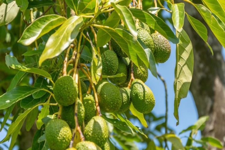 Photo of property in 233 Waipapa Block Road, Whakamarama, Tauranga, 3180