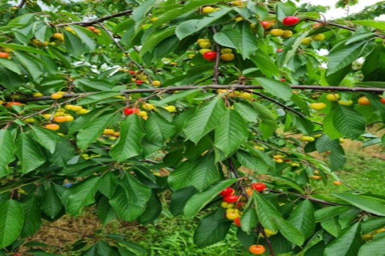 Photo of property in 1520 Tram Road, Swannanoa, Rangiora, 7475