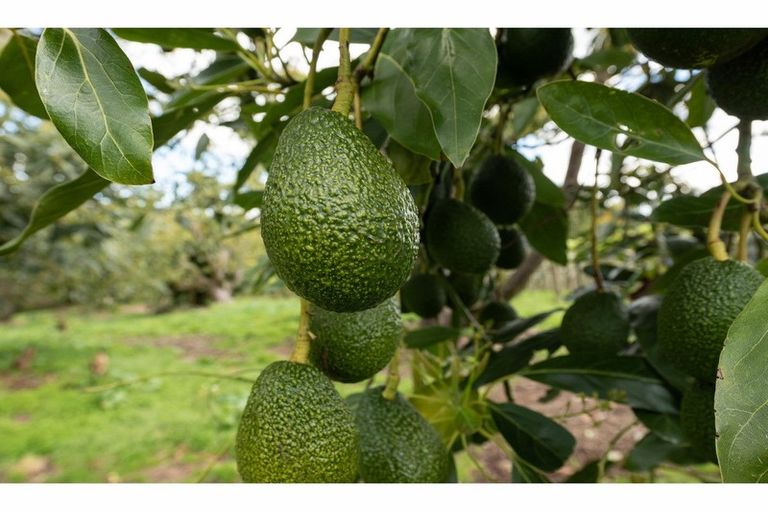 Photo of property in 472 No 3 Road, Te Puke, 3183