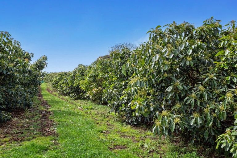 Photo of property in 124 Kauri Point Road, Tahawai, Katikati, 3170