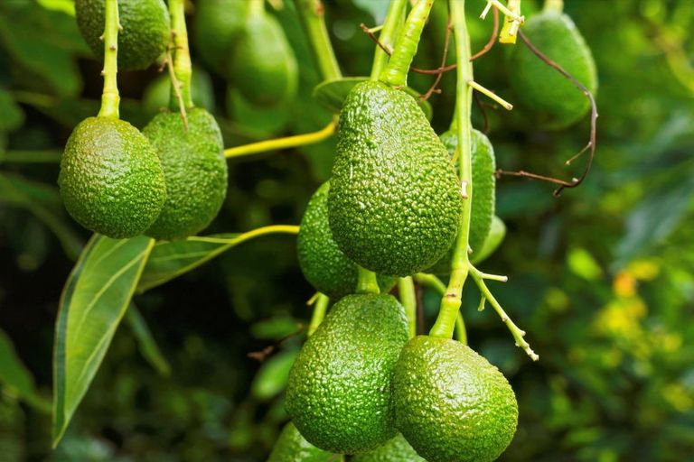 Photo of property in 52e Loop Road, Minden, Tauranga, 3176