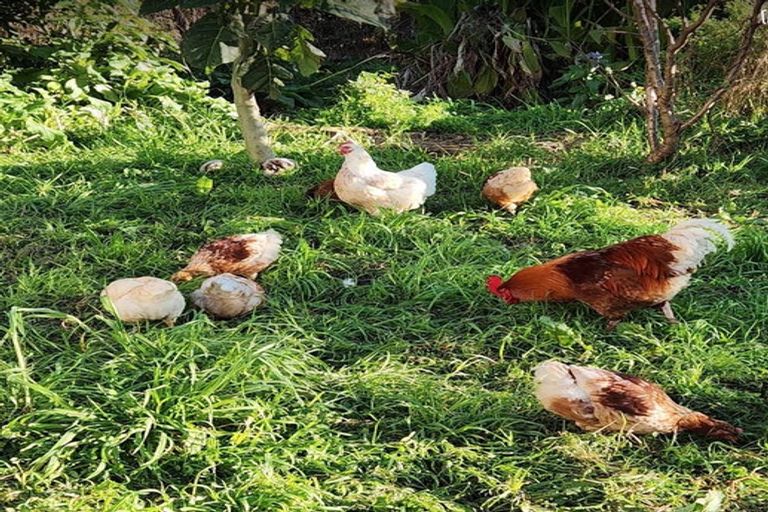 Photo of property in 252 Lwr Timaru Road, Tataraimaka, New Plymouth, 4374