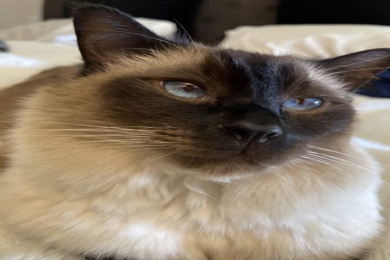 Photo of property in 20a Cunningham Road, Beerescourt, Hamilton, 3200