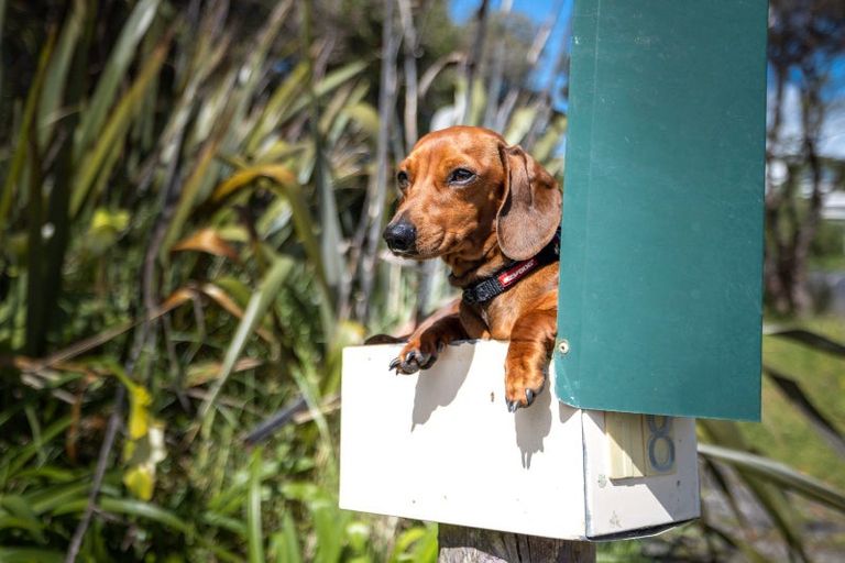 Photo of property in 18 Manuka Road, Oneroa, Waiheke Island, 1081
