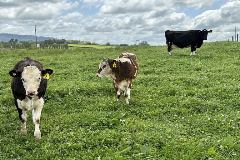 Photo of property in 155 Tauhei Road, Mangateparu, Morrinsville, 3375