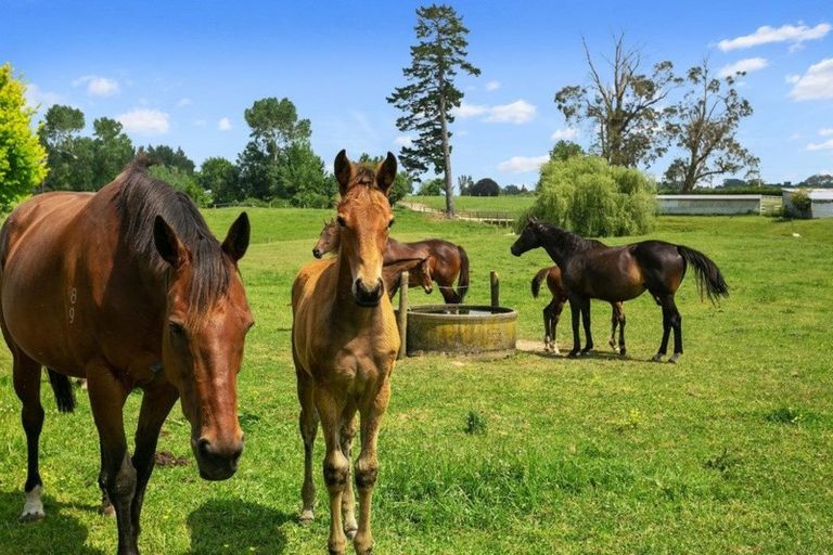 Photo of property in 570 Tauranga Road, Te Poi, Matamata, 3473