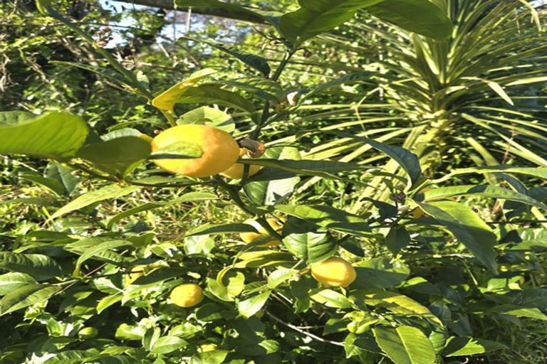 Photo of property in 86 Scotland Street, Picton, 7220