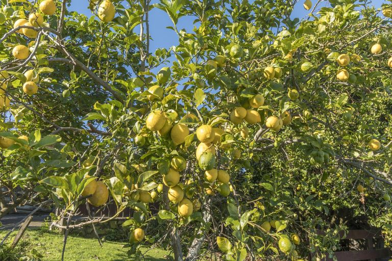 Photo of property in 73 Seymour Place, Bellevue, Tauranga, 3110