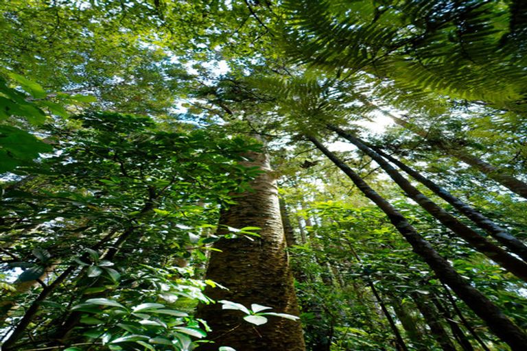 Photo of property in 47 Kopiko Road, Titirangi, Auckland, 0604