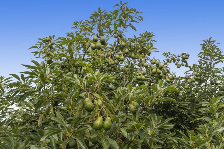 Photo of property in 73 Seymour Place, Bellevue, Tauranga, 3110