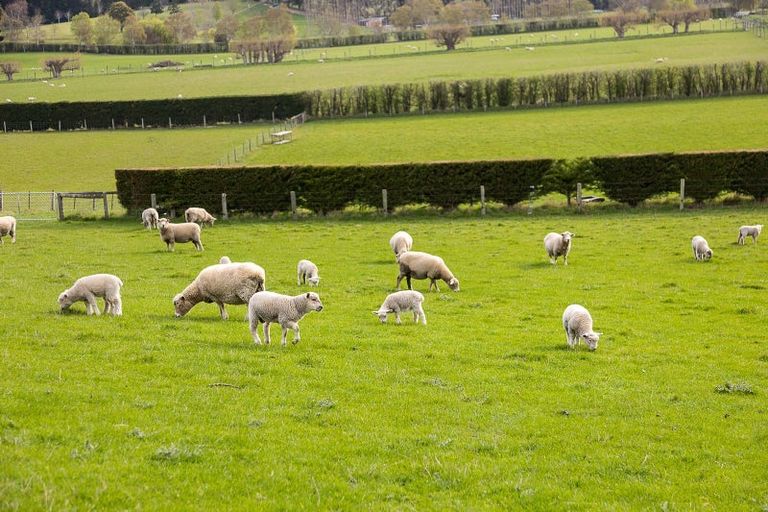 Photo of property in 309 Gladstone Road North, Mosgiel, 9092