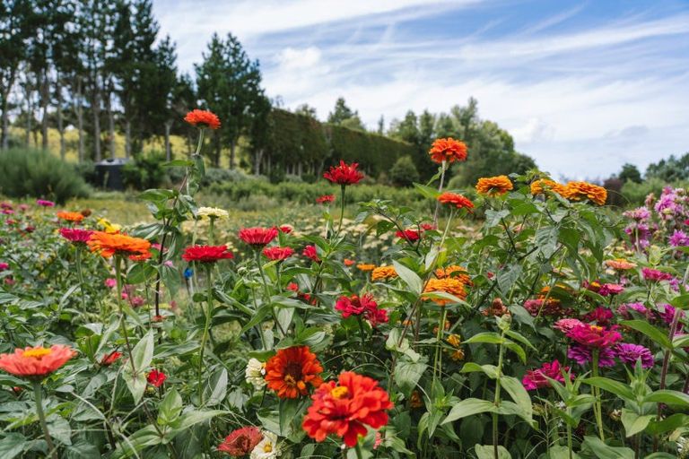 Photo of property in 259 Wainui Road South, Whakamarama, Katikati, 3181