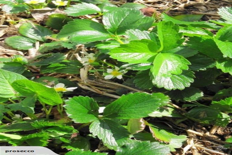 Photo of property in 11b Lanark Street, Mosgiel, 9024