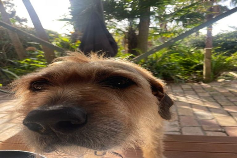 Photo of property in 2/59 Dryden Street, Grey Lynn, Auckland, 1021