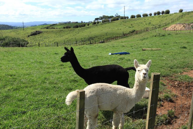 Photo of property in 641 Te Hutewai Road, Raglan, 3296