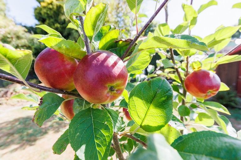 Photo of property in 10 Church Street, Feilding, 4702
