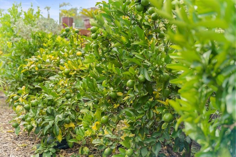 Photo of property in 381 Welcome Bay Road, Welcome Bay, Tauranga, 3112