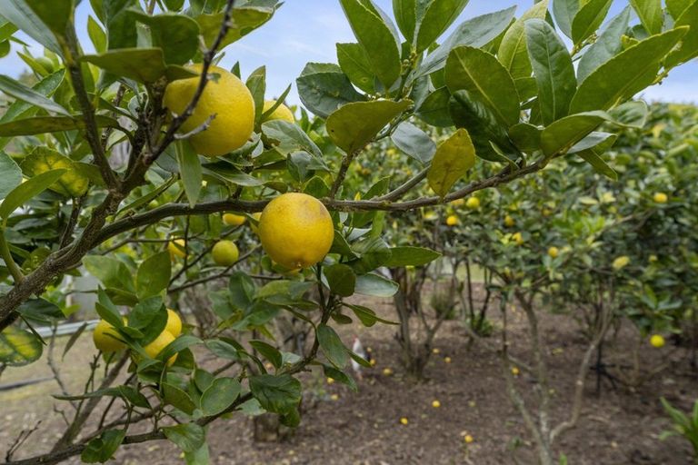 Photo of property in 149 Ringawhati Road, Otaki, 5583