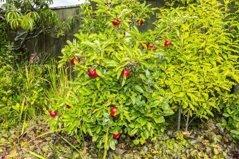 Photo of property in 85 Shakespeare Avenue, Trentham, Upper Hutt, 5018