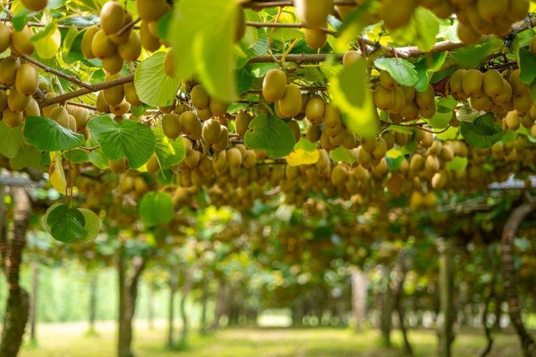 Photo of property in 116 Tuapiro Road, Tahawai, Katikati, 3170