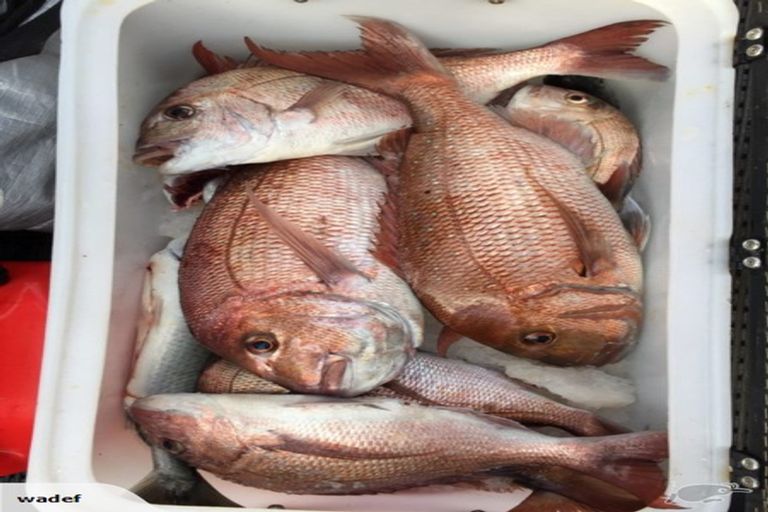 Photo of property in 20 Arakotipu Boulevard, Waiotahe, Opotiki, 3198