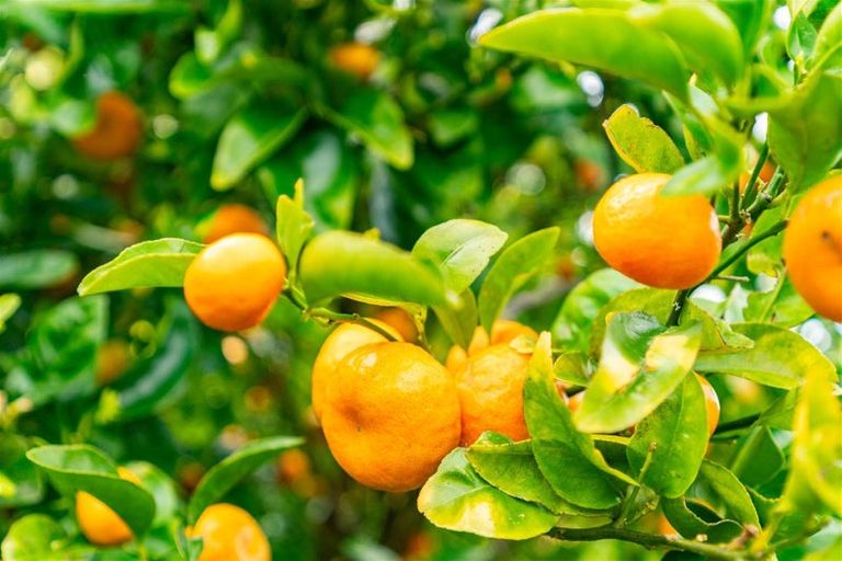 Photo of property in 5 Tobruk Road, Wellsford, 0900