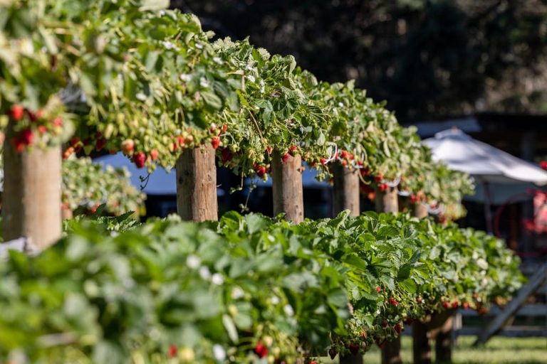 Photo of property in 529b Te Puke Highway, Te Puke, 3187