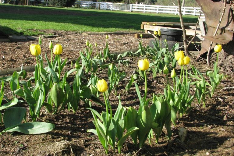 Photo of property in 8 Terrace Street, Matawai, 4075