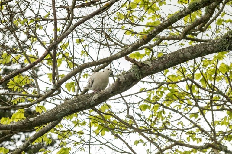 Photo of property in 18 Beach Grove, Omokoroa, 3114