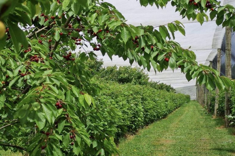 Photo of property in 1520 Tram Road, Swannanoa, Rangiora, 7475