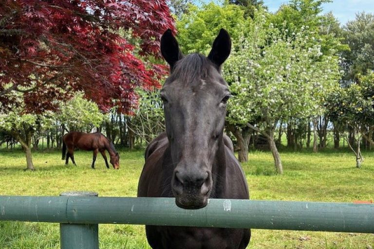 Photo of property in 249 Tararua Road, Levin, 5571
