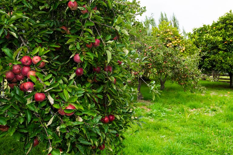 Photo of property in 35 Royd Road West, Makauri, Gisborne, 4071