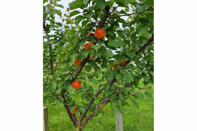 Photo of property in 228 Powells Road, Starvation Hill, Oxford, 7495