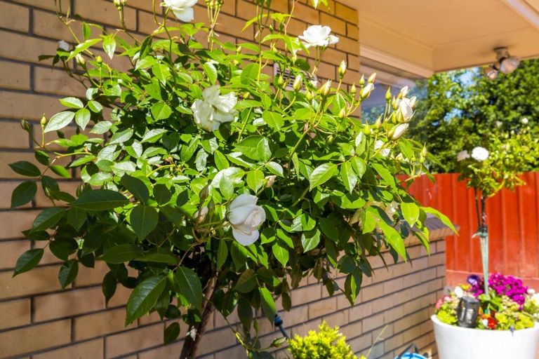 Photo of property in 43 Sheridan Crescent, Trentham, Upper Hutt, 5018