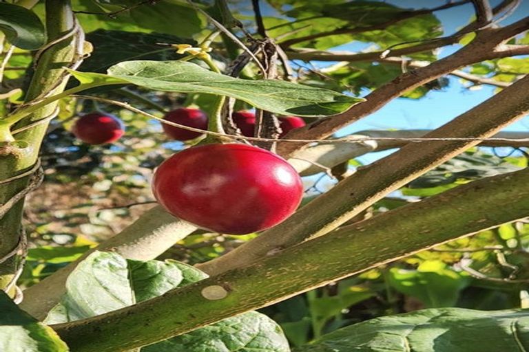 Photo of property in 252 Lwr Timaru Road, Tataraimaka, New Plymouth, 4374