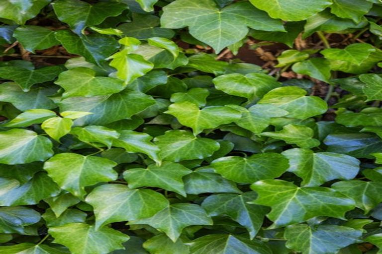 Photo of property in 4/36 Kinloch Street, St Albans, Christchurch, 8014