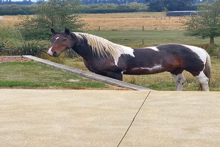 Photo of property in 560 Ashley Road, Starvation Hill, Rangiora, 7471