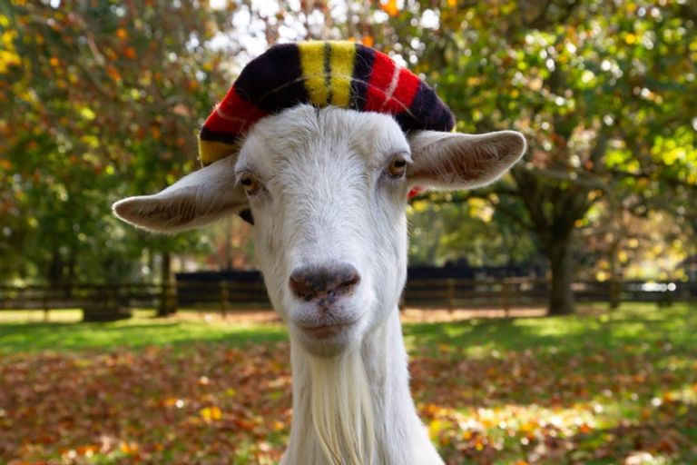 Photo of property in 179 Mcgregor Road, Ohaupo, 3882