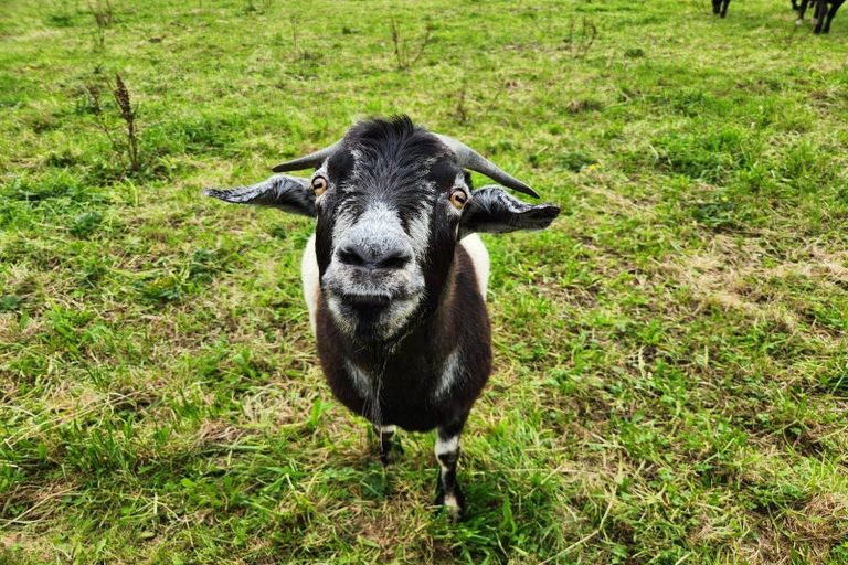 Photo of property in 1946 Mountain Road, Norfolk, Inglewood, 4388