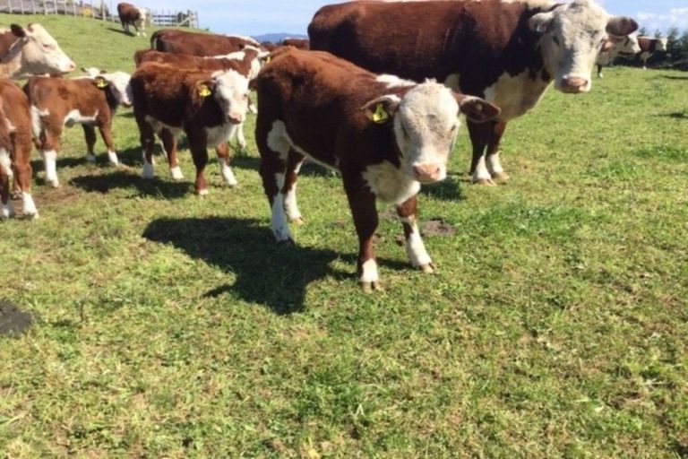 Photo of property in 649f Esdaile Road, Whakamarama, Tauranga, 3180